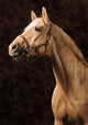 Creamy Horse Wall Mural