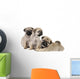 Three Pug Puppies Wall Decal