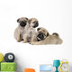 Three Pug Puppies Wall Decal