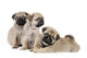 Three Pug Puppies Wall Decal