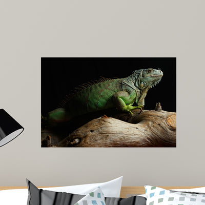 Green Iguana Branch Wall Mural shown on a wall