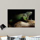 Green Iguana on branch Wall Mural