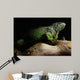 Green Iguana on branch Wall Mural