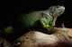Green Iguana on branch Wall Mural