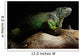 Green Iguana on branch Wall Mural