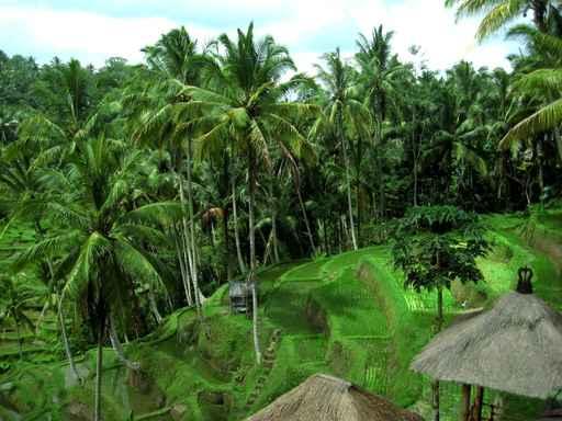 Rice Palms Wall Decal