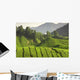 Tea Plantation Cameron Highlands Wall Decal Design 3