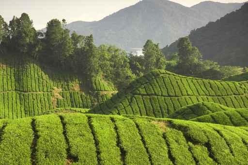 Tea Plantation Cameron Highlands Wall Decal Design 3