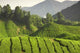 Tea Plantation Cameron Highlands Wall Decal Design 3
