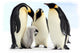 Antarctic emperor penguins Wall Mural