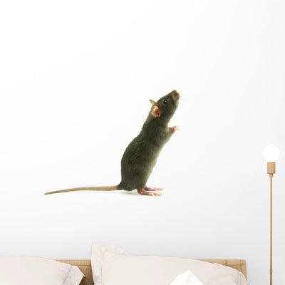 Rat White Wall Decal shown on a wall