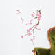 Cherry blossom Wall Decal