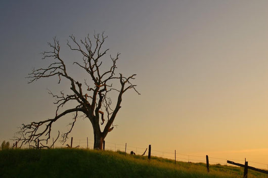 Spooky Tree Wall Mural