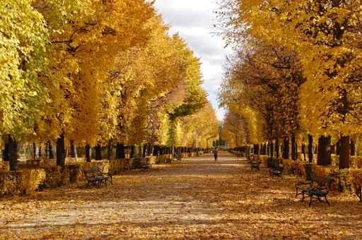 Golden Autumn Schonbrunn Wall Decal