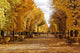 Golden Autumn Schonbrunn Wall Decal