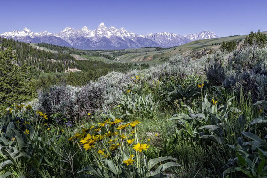 beautiful view of Grand Teton National Park Wall Mural