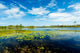 Florida Nature Preserve Wall Mural