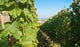 Vineyards Burgundy Wall Decal