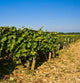Vineyards Burgundy Pinot Black Wall Decal