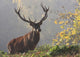 Red deer Wall Mural