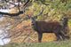 Red Deer Wall Mural