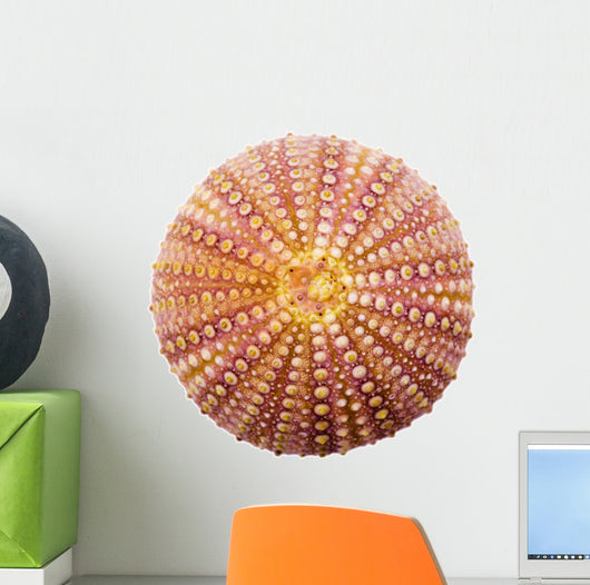 Shell Wall Decal