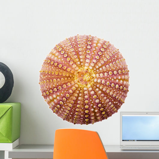 Shell Wall Decal