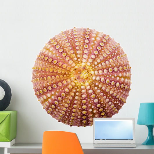 Shell Wall Decal