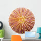 Shell Wall Decal