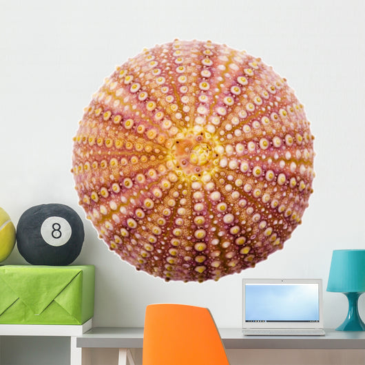 Shell Wall Decal