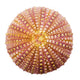Shell Wall Decal