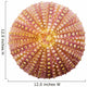 Shell Wall Decal