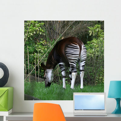 Rare African Okapi Wall Mural shown on a wall