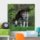 Okapi Wall Mural