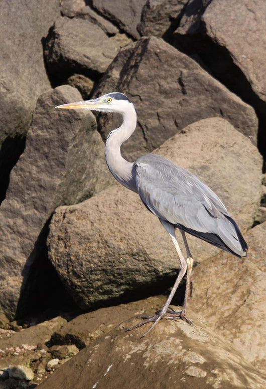 Wading Heron Wall Mural