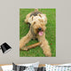 Welsh Terrier Wall Mural