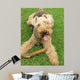 Welsh Terrier Wall Mural