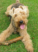 Welsh Terrier Wall Mural