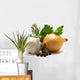 Aromatic herbs, onions, garlic and pepper Wall Decal