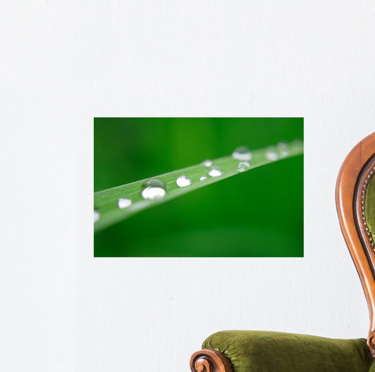 Water Drops on Grass Wall Mural