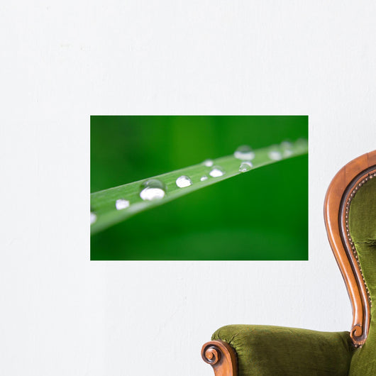 Water Drops on Grass Wall Mural