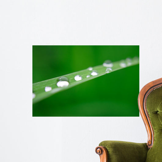 Water Drops on Grass Wall Mural