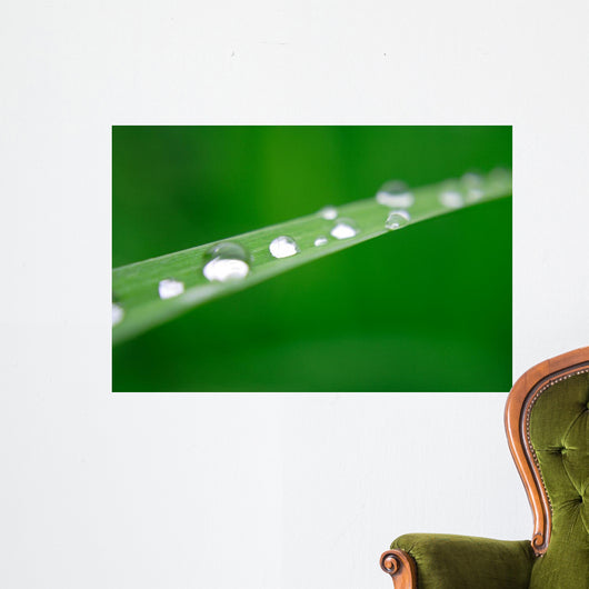 Water Drops on Grass Wall Mural
