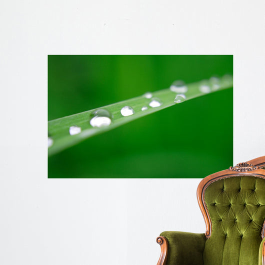 Water Drops on Grass Wall Mural