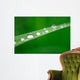 Water Drops on Grass Wall Mural