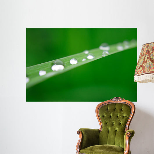 Water Drops on Grass Wall Mural