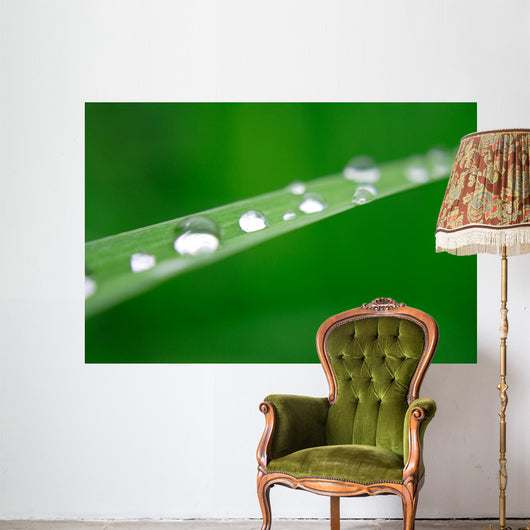 Water Drops on Grass Wall Mural