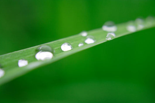 Water Drops on Grass Wall Mural