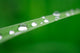 Water Drops on Grass Wall Mural