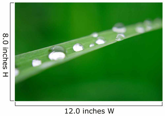 Water Drops on Grass Wall Mural